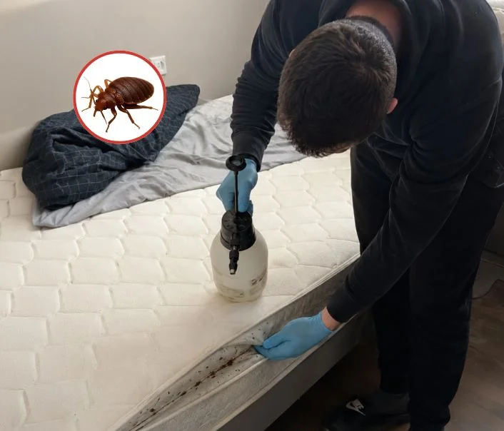 Technicien traitant un matelas contre les punaises de lit à Villette